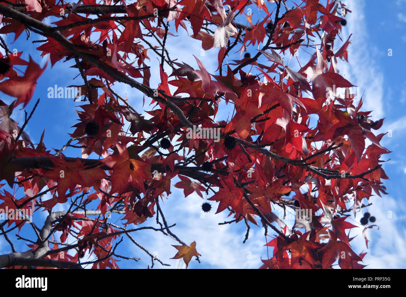 Red maple leaf on tree with clouds and sky background Stock Photo - Alamy