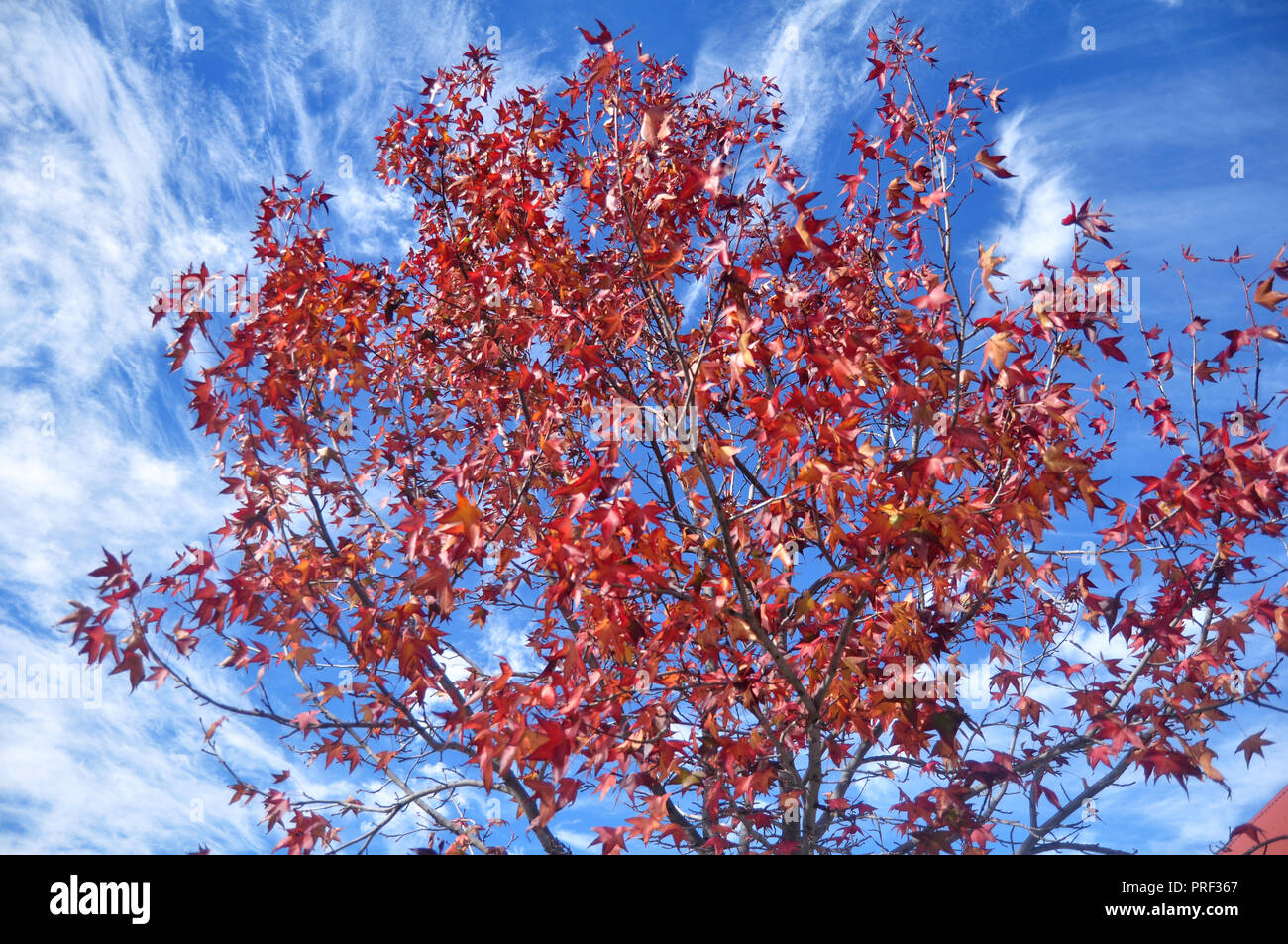 Red maple leaf on tree with clouds and sky background Stock Photo - Alamy