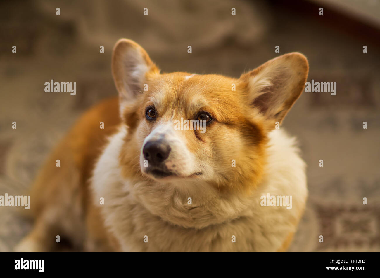 The portrait of cute  pembroke  welsh corgi dog,playing outdoor. Stock Photo