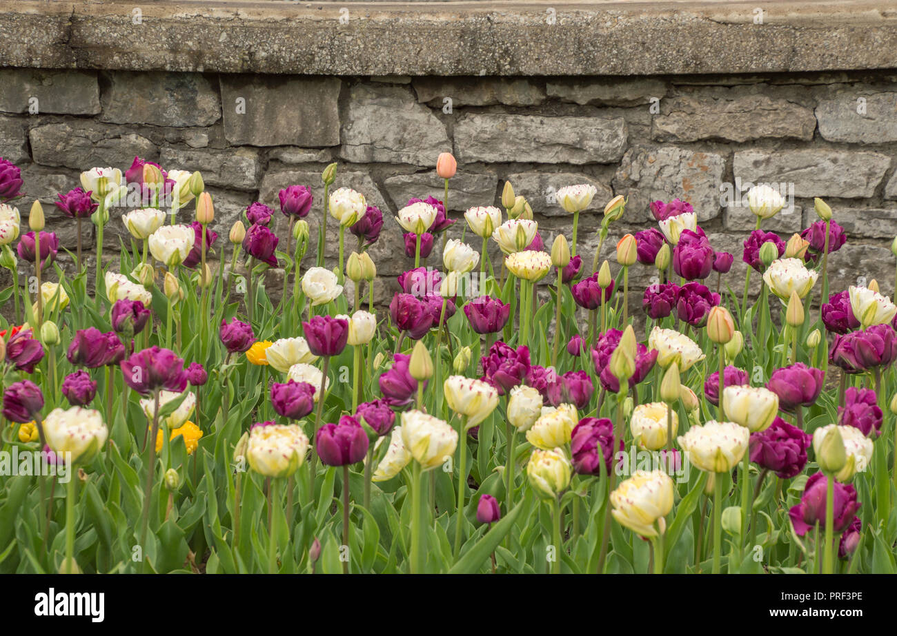 Bright lush tulip flowers natural springtime background wallpaper Stock ...