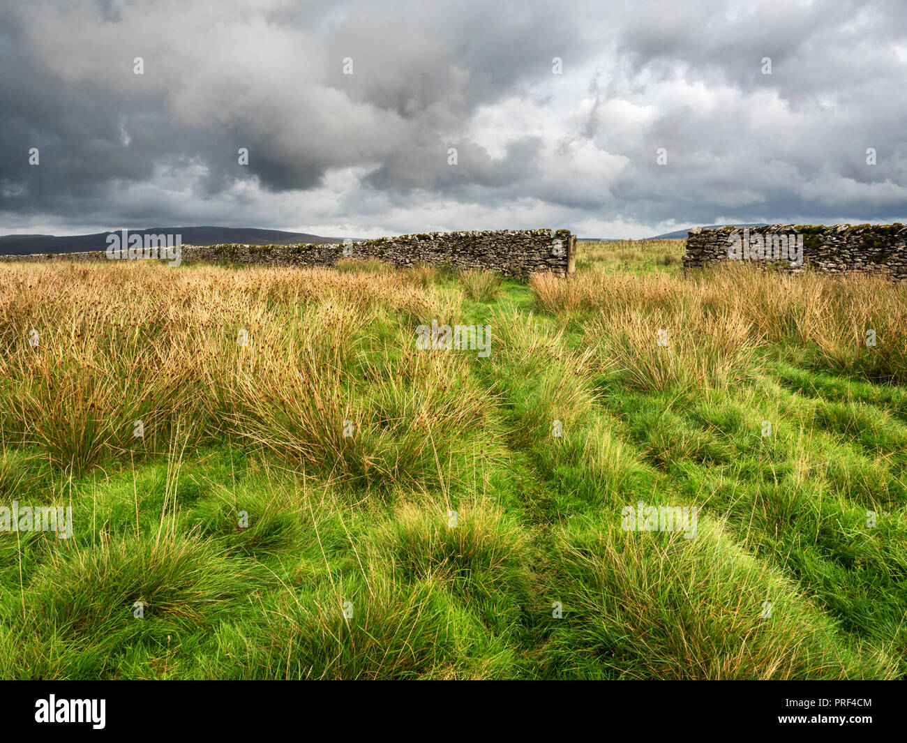 Gate in a dry stone wall in grassland at Gauber High Pasture near Ribblehead Yorkshire Dales England Stock Photo