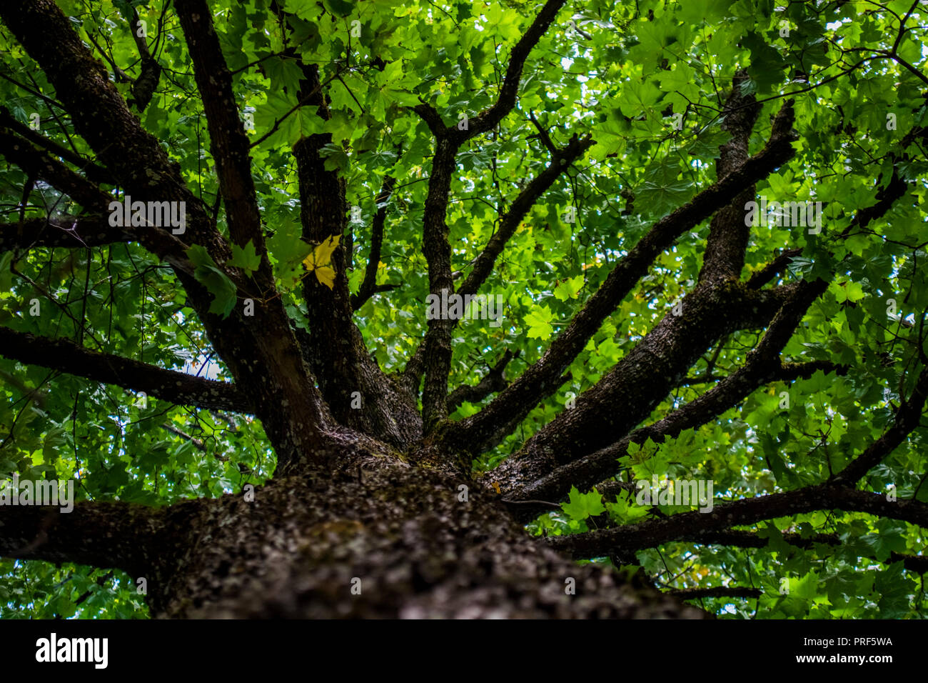 Abstract oak with branches and from summer to autumn leafs Stock Photo