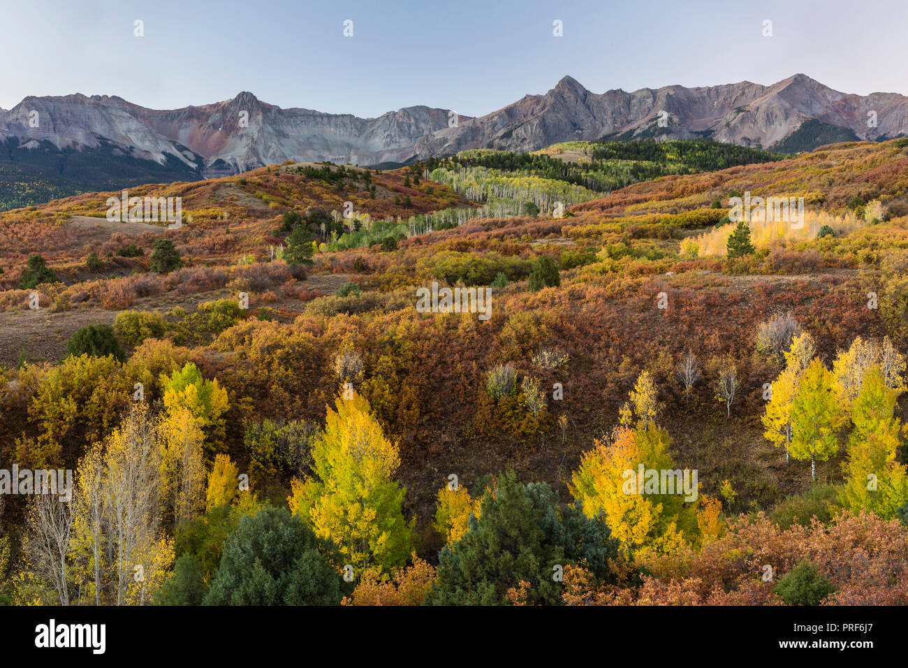 The coloful tableau of the Dallas Divide in Autumn glory on a crisp dawn morning in Colorado. Stock Photo