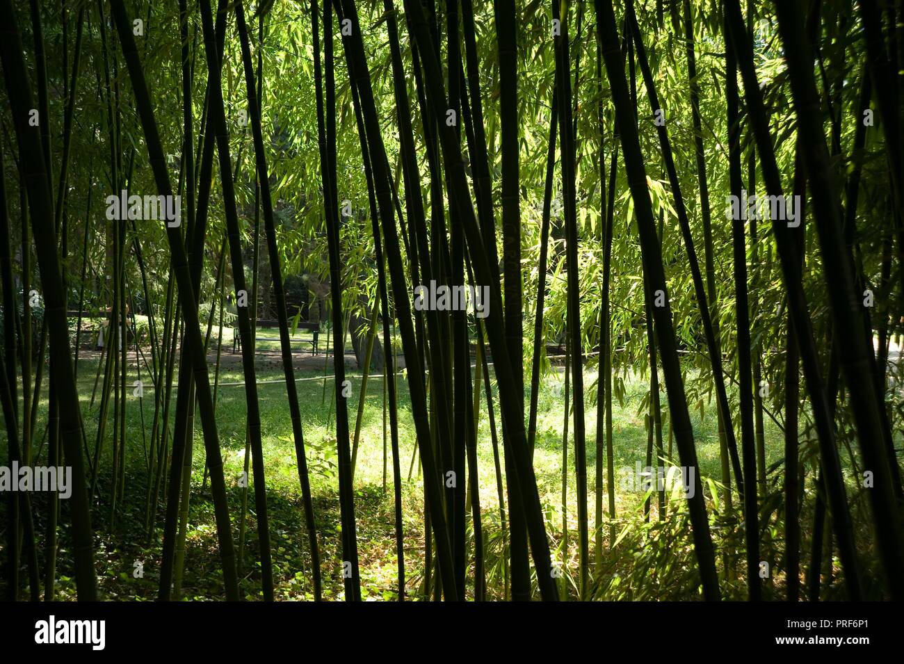 Bambus garten hires stock photography and images Alamy