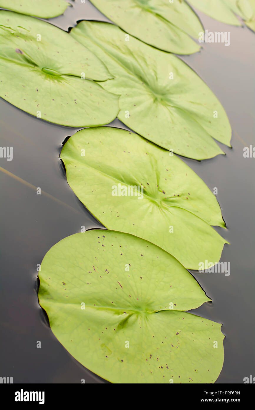The many green lotus leaf in ponds Stock Photo - Alamy