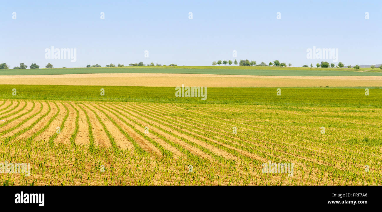 rural agricultural scenery with crop field at spring time in Hohenlohe, a district in Southern Germany Stock Photo