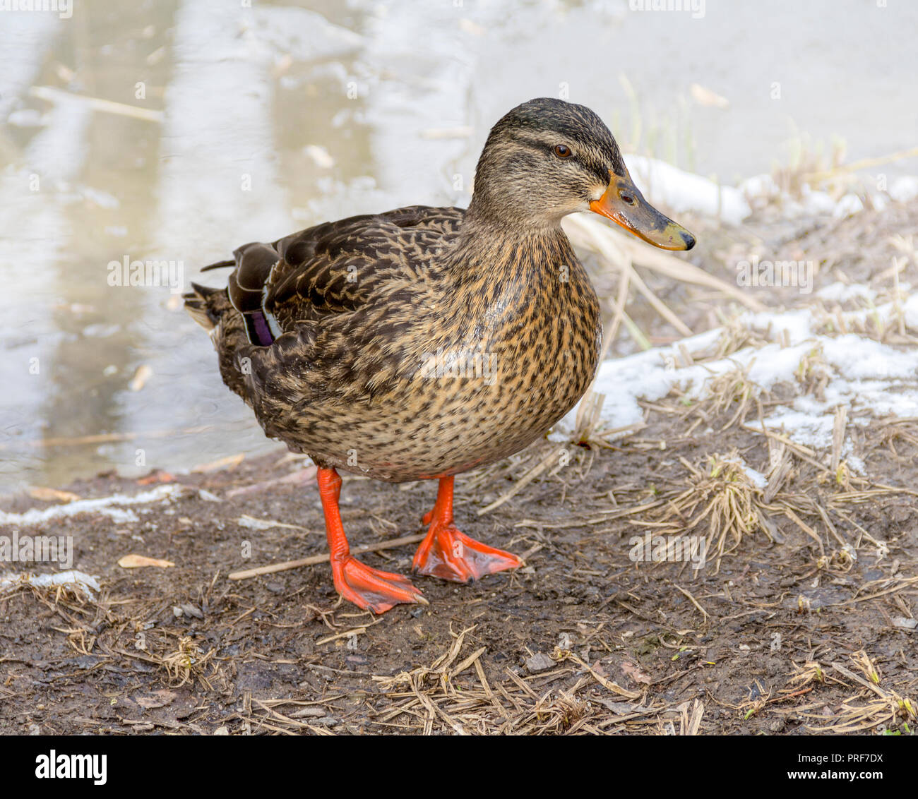 small duck in riparian ambiance at winter time Stock Photo