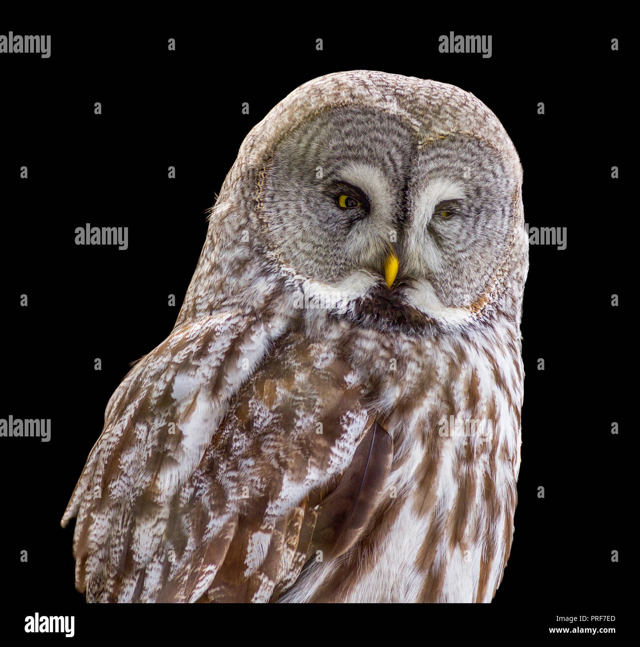 Sooty black plumage hi-res stock photography and images - Alamy