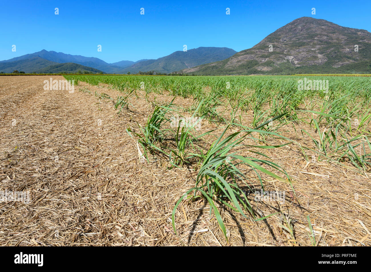Newly planted sugarcane crop near Gordonvale, South of Cairns, Far North Queensland, FNQ, QLD, Australia Stock Photo