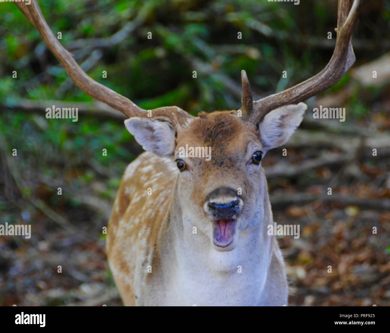 A Fallow Buck (Dama dama) in the Sussex countryside. Adult male fallow deer (bucks) are generally 84 – 94 cm at the shoulder and weigh 46 - 94kg. Females (does) are 73 - 91cm at the shoulder and weigh 35 - 56kg. This places them in size between roe and red deer. Stock Photo