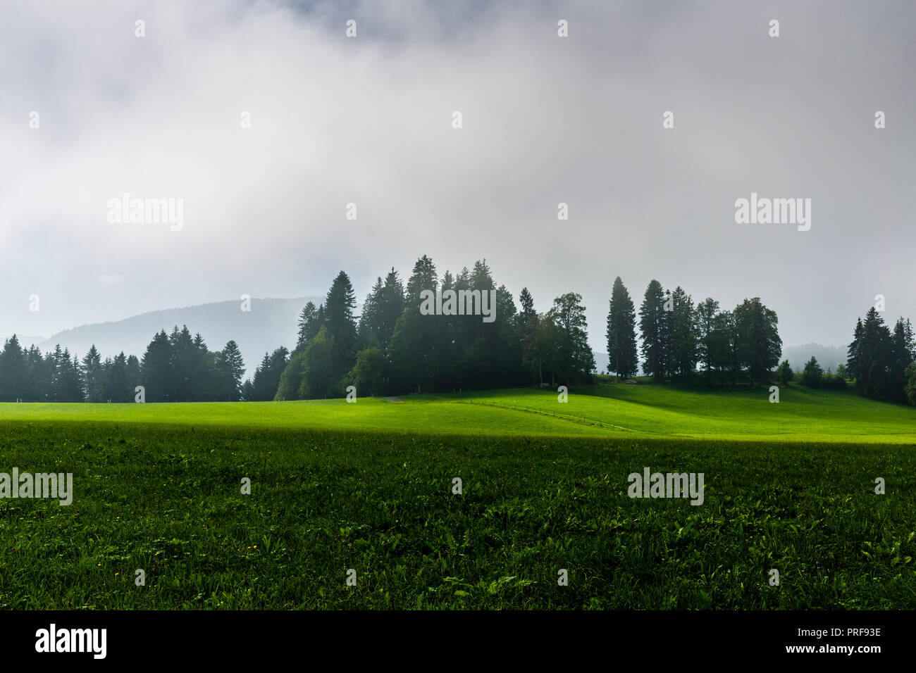 Grüne Landschaft, Wald & Wiese im Nebel,  morgentliche Stimmung, Landidylle, Bayern, Deutschland Stock Photo