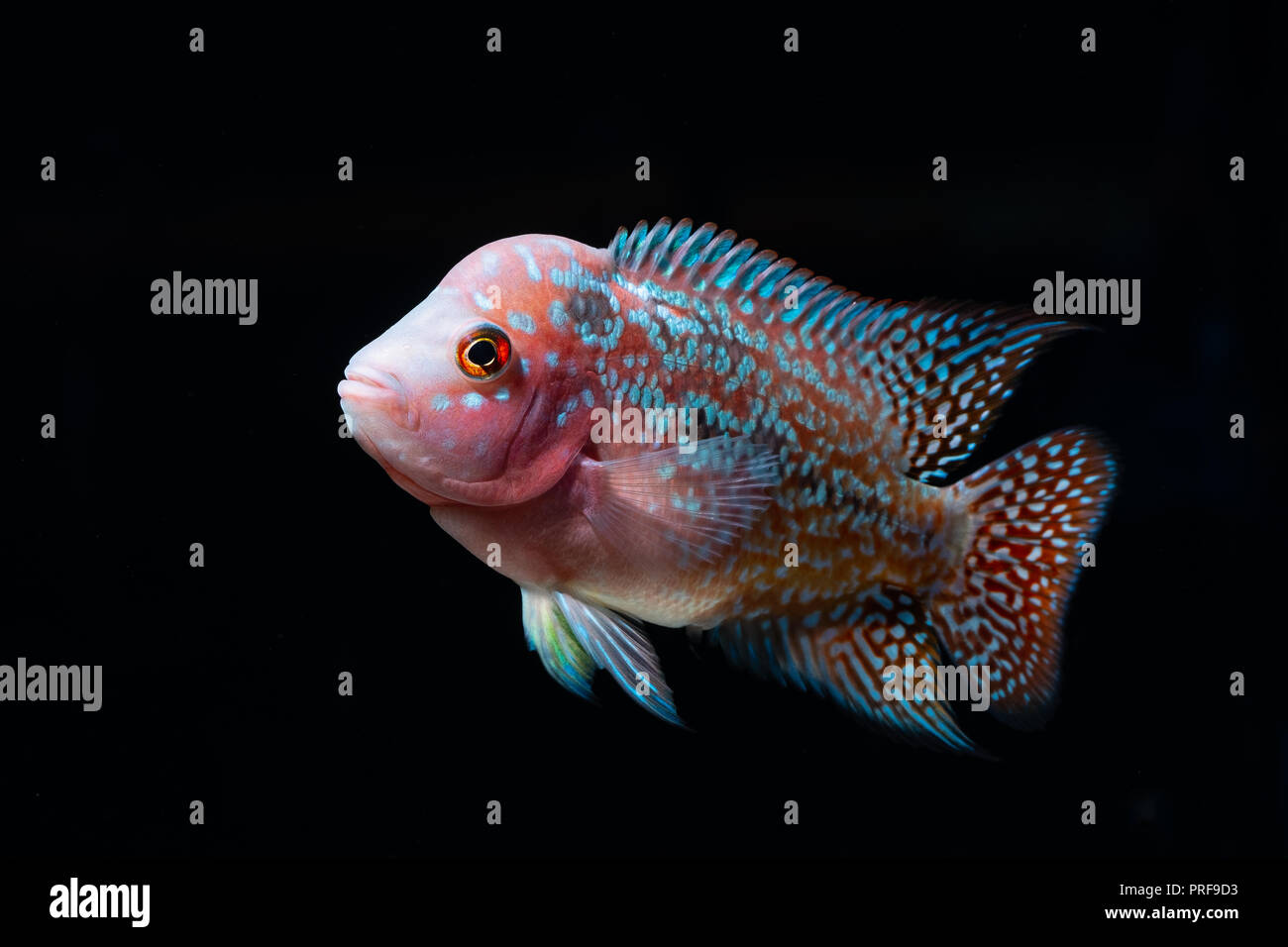 Cichlids fish in a beautiful aquarium Stock Photo