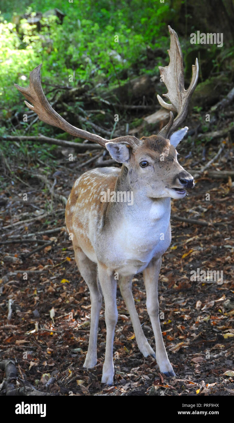 A Fallow Buck (Dama dama) in the Sussex countryside. Adult male fallow deer (bucks) are generally 84 – 94 cm at the shoulder and weigh 46 - 94kg. Females (does) are 73 - 91cm at the shoulder and weigh 35 - 56kg. This places them in size between roe and red deer. Stock Photo