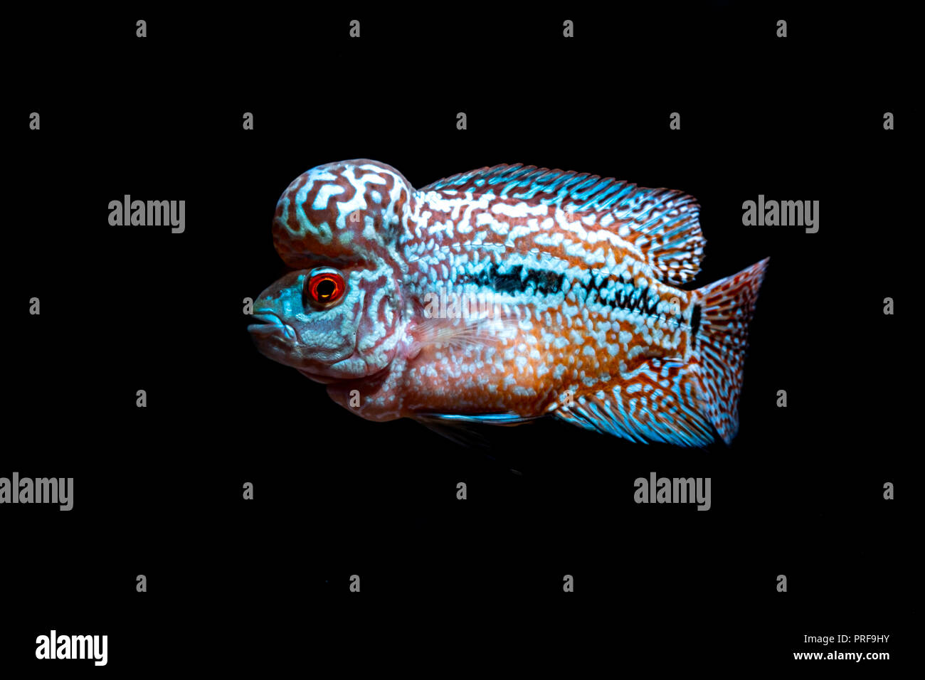 Cichlids fish in a beautiful aquarium Stock Photo
