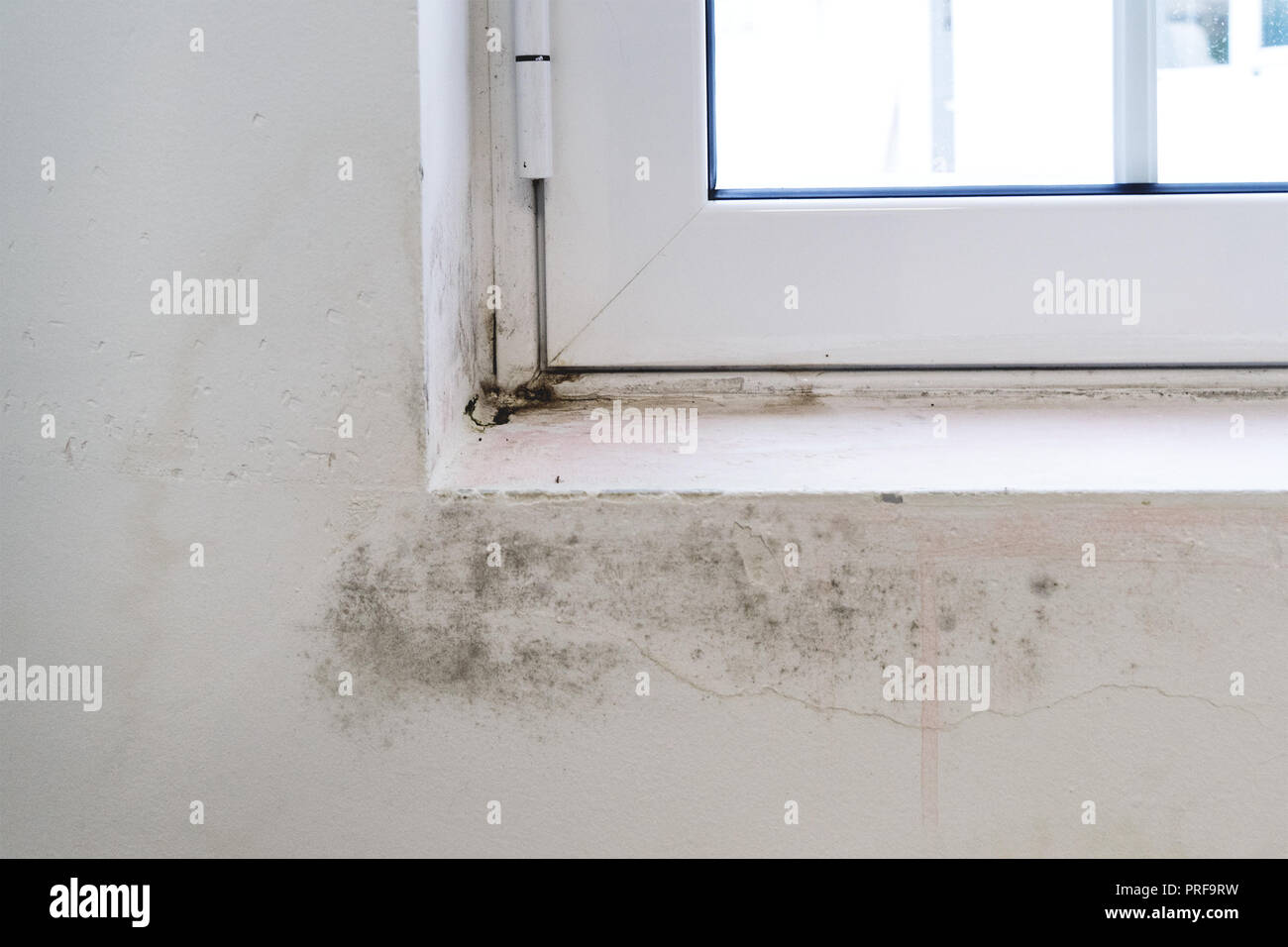 Black Mold Stock Photos Black Mold Stock Images Alamy