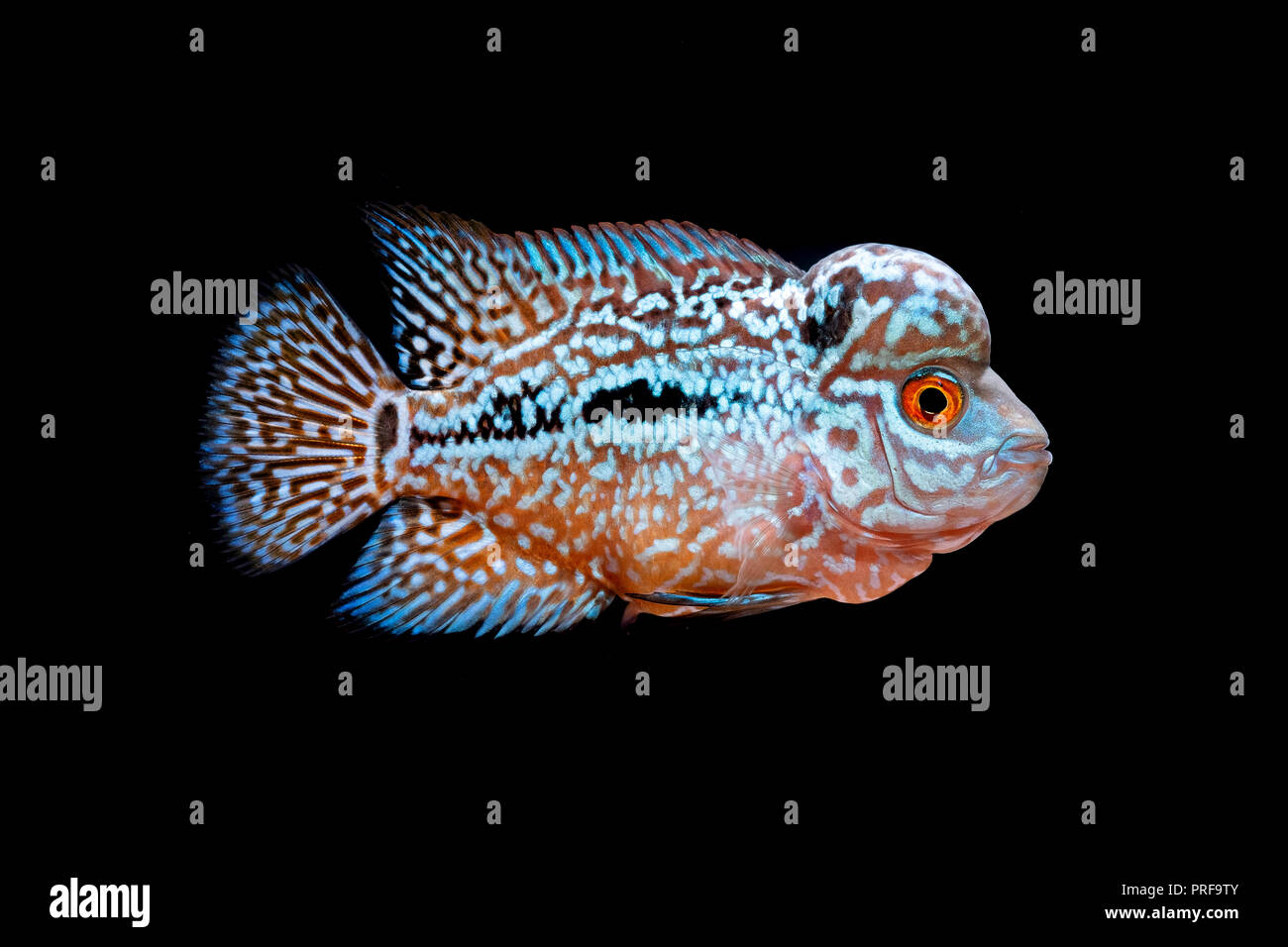 Cichlids in aquarium Stock Photo