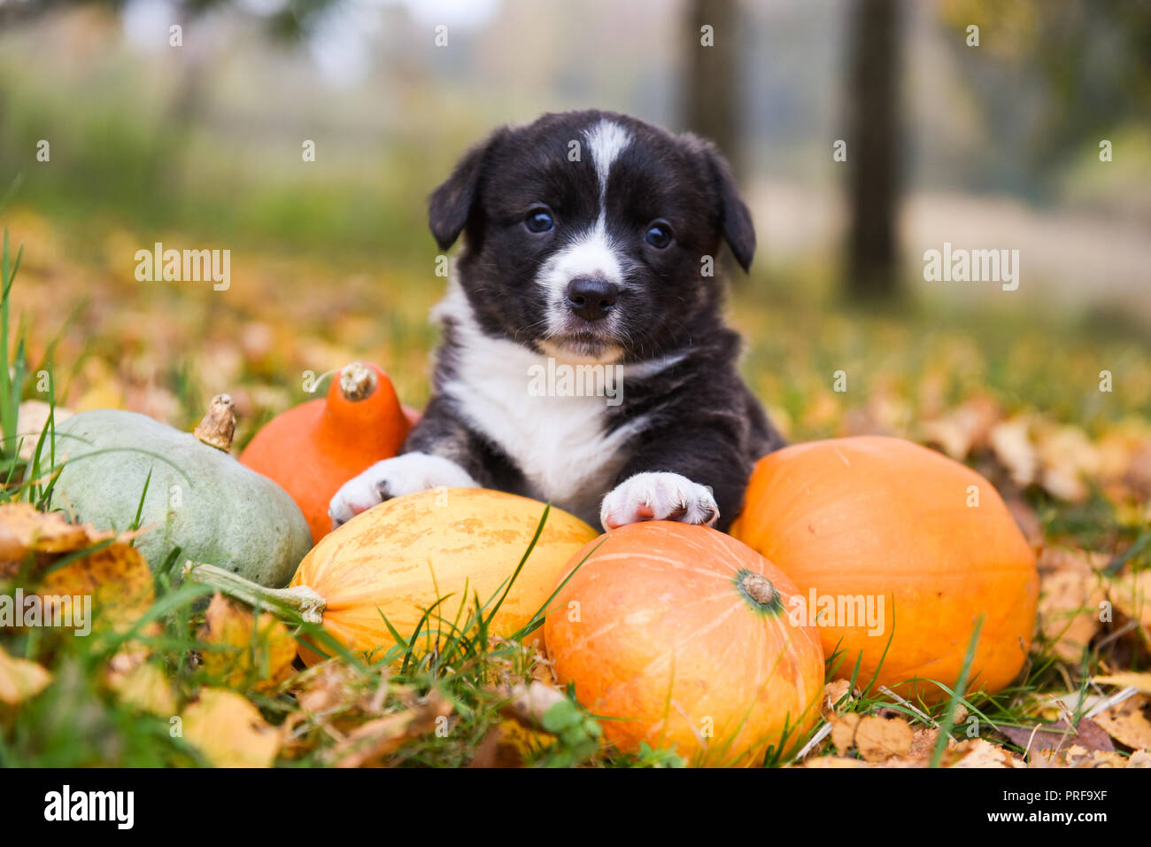 Тыква с животными. Можно ли щенку тыкву. Щенок тыковка. Собачья тыковка. Собака осень тыква.