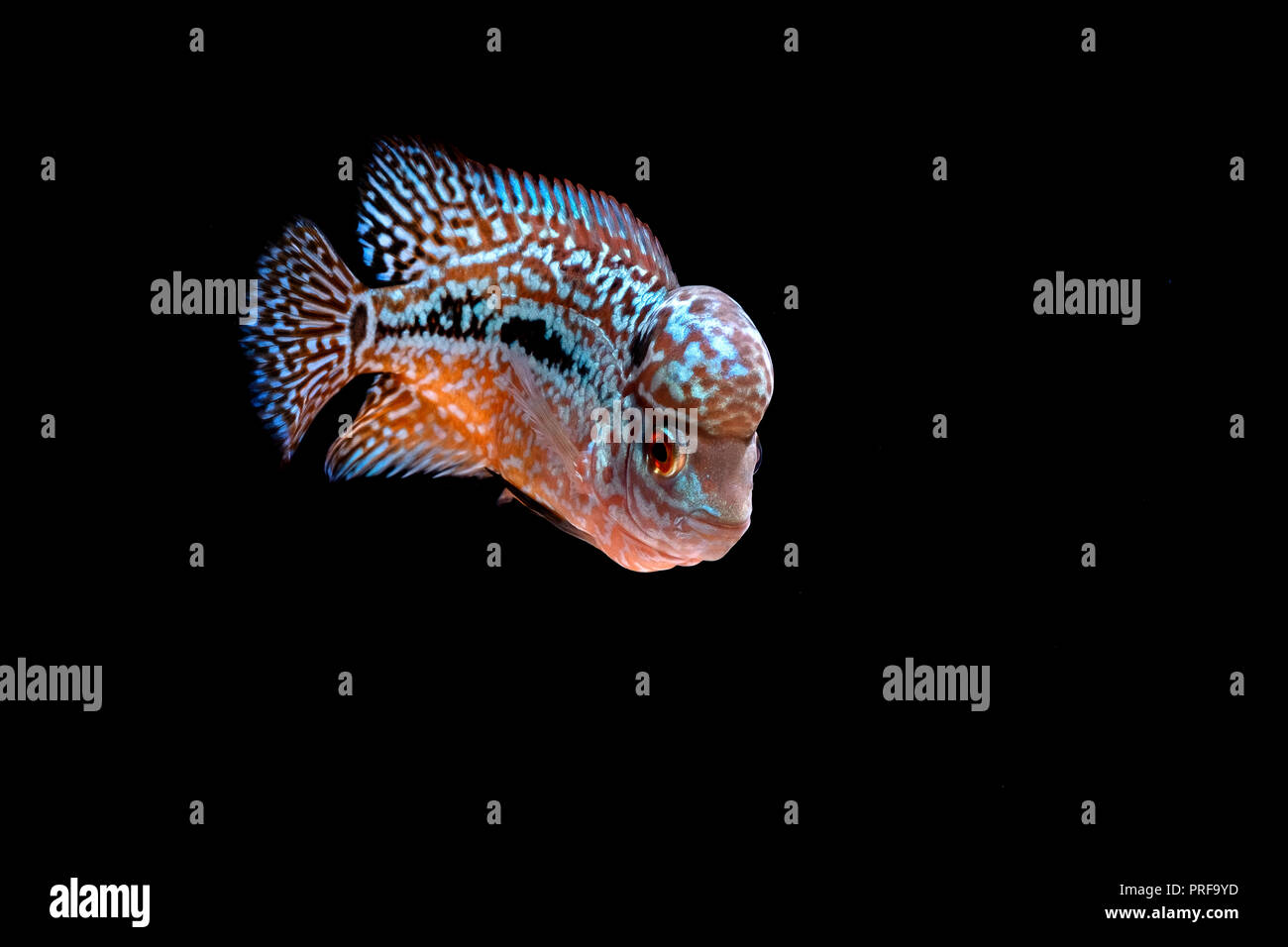Cichlids in aquarium Stock Photo