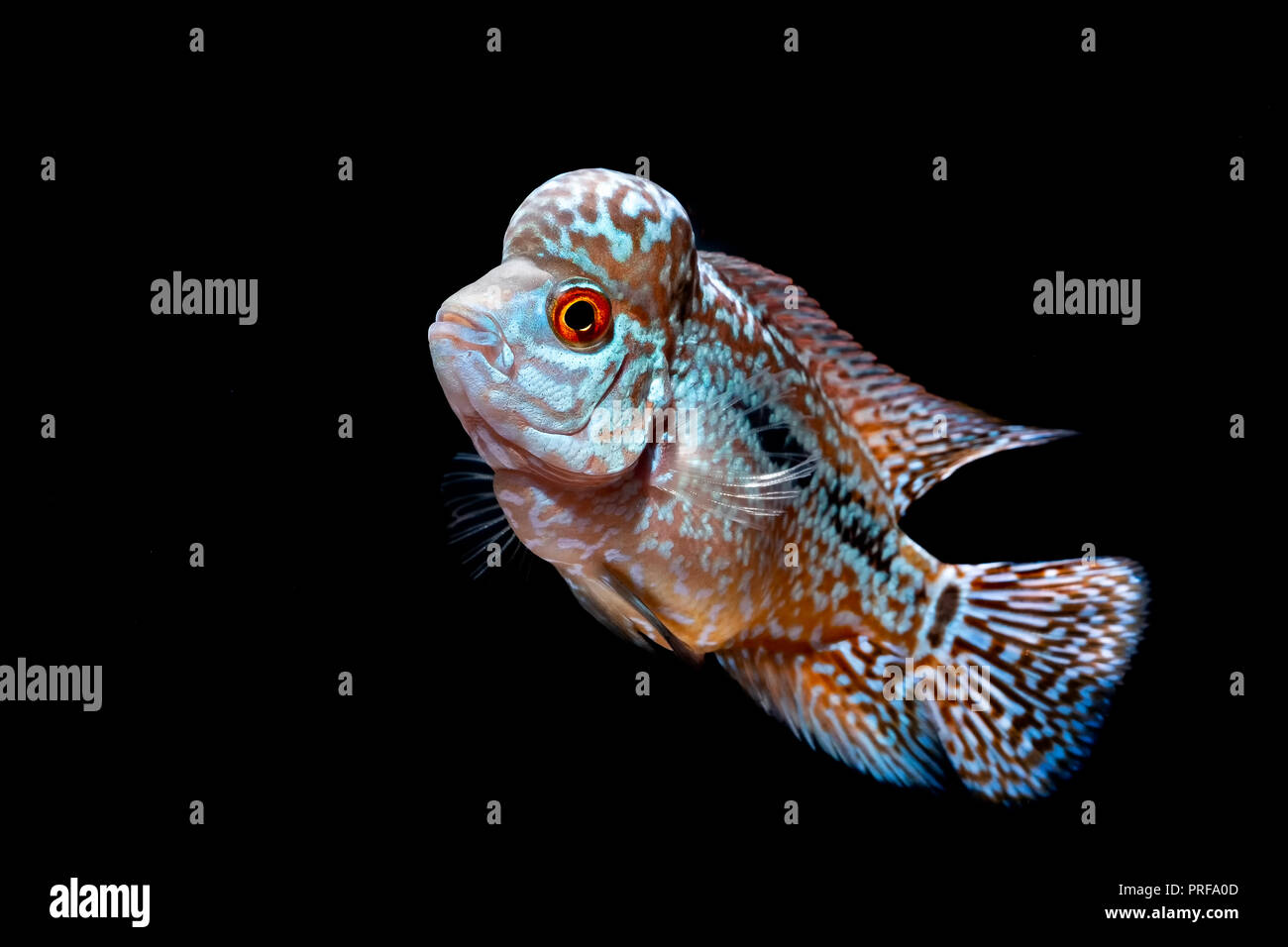 Cichlids kingkamfa in the aquarium Stock Photo