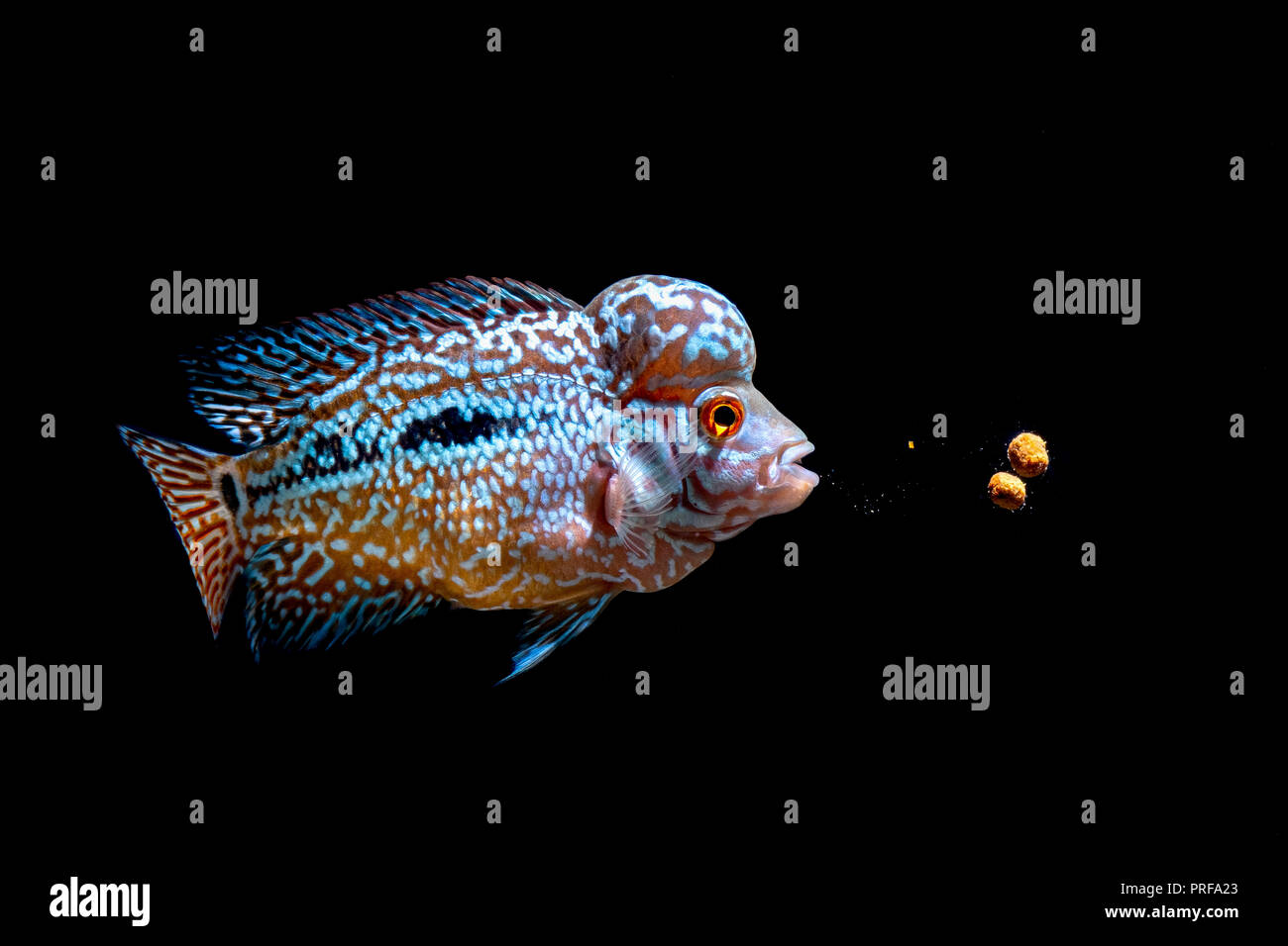 Cichlids kingkamfa in the aquarium Stock Photo