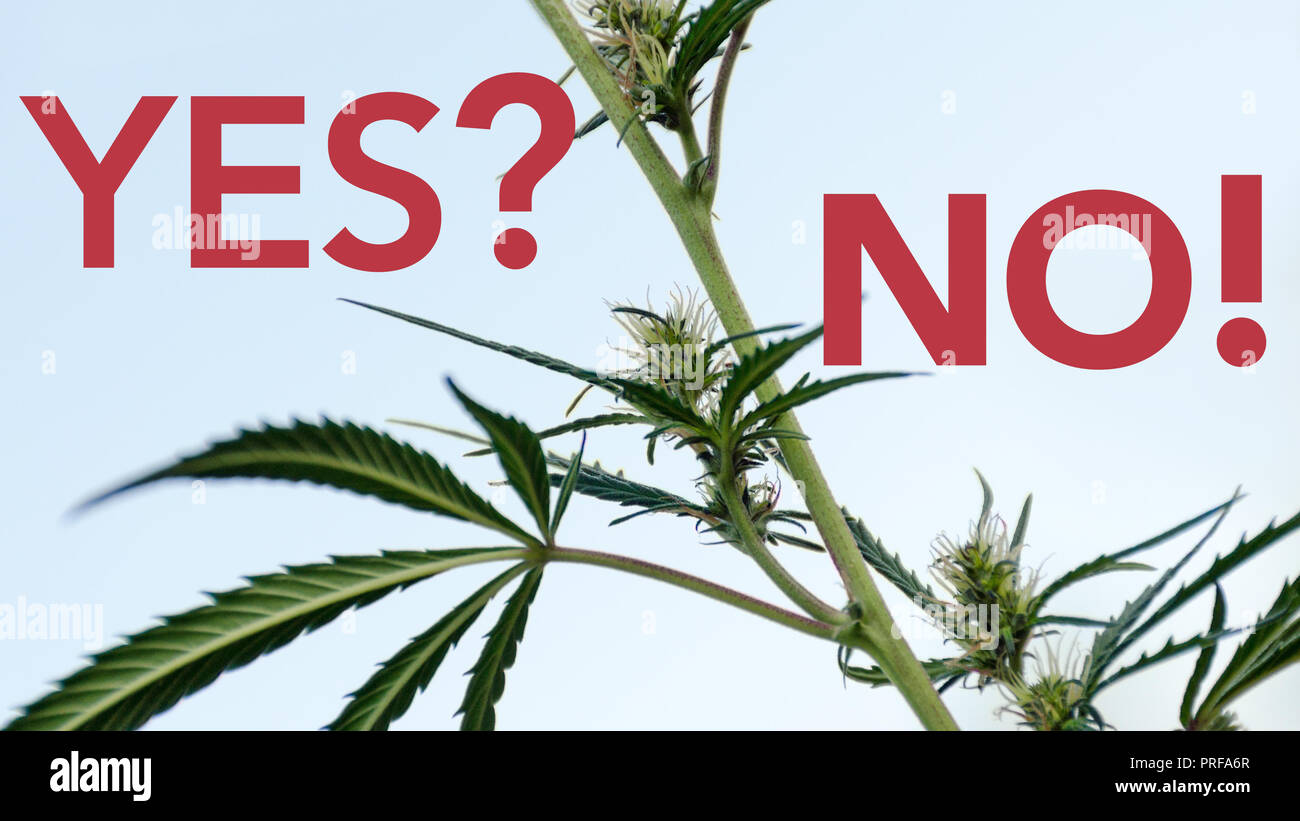 Branch of blooming marijuana with inscriptions 'Yes?' and 'No!». Concept of drug addiction withdrawal, drug abandonment,  ban on legalization Stock Photo