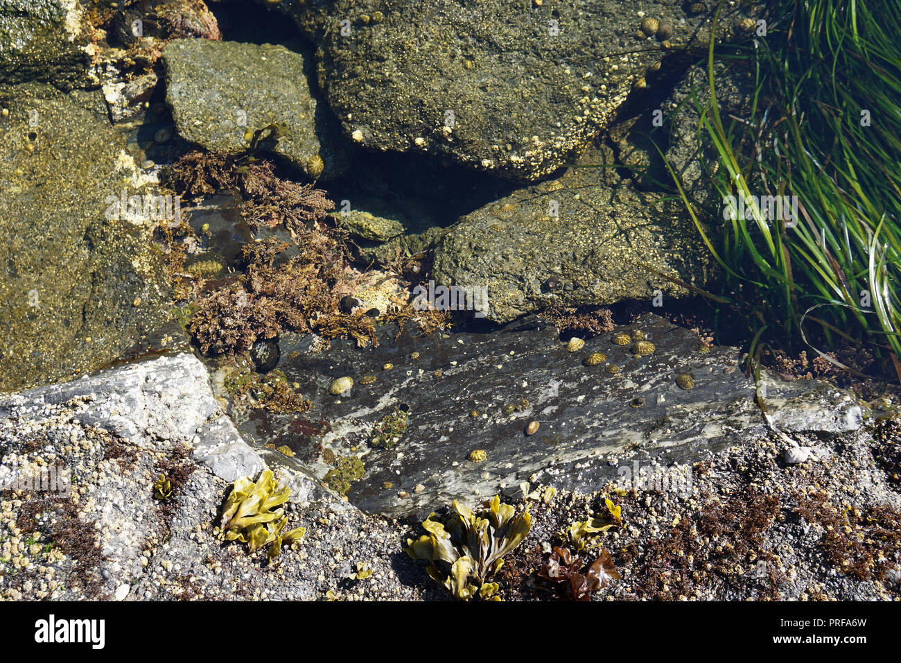 Tide pools at Botanical Beach, Port Renfrew, Vancouver Island, Canada
