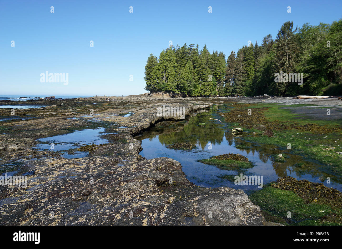 Botanical Beach, Port Renfrew, Vancouver Island, Canada Stock Photo