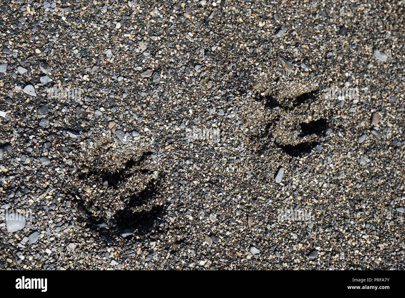 Bear tracks on Botanical Beach, Port Renfrew, Vancouver Island, Canada Stock Photo