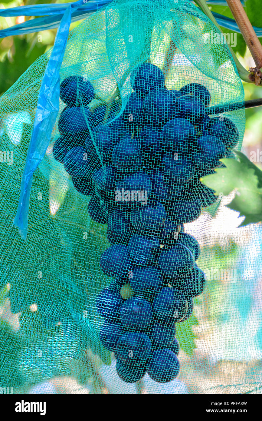 Grape netting hi-res stock photography and images - Alamy