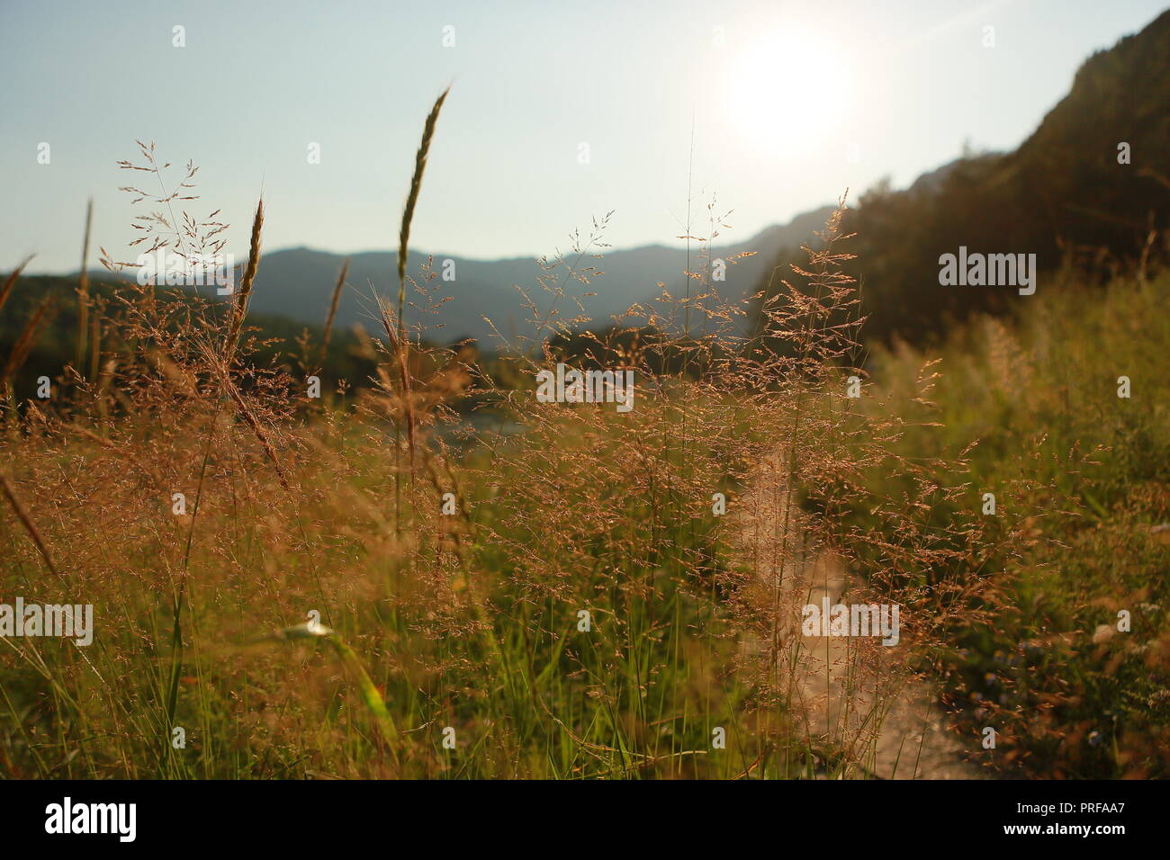 Wildflowers grass hi-res stock photography and images - Alamy