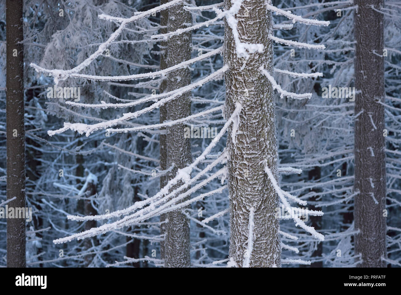 Winter in forest hi-res stock photography and images - Alamy