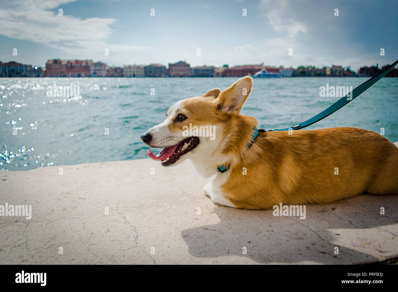 A cute Welsh Corgi girl enjoying a sunny day in Venice, Italy Stock Photo