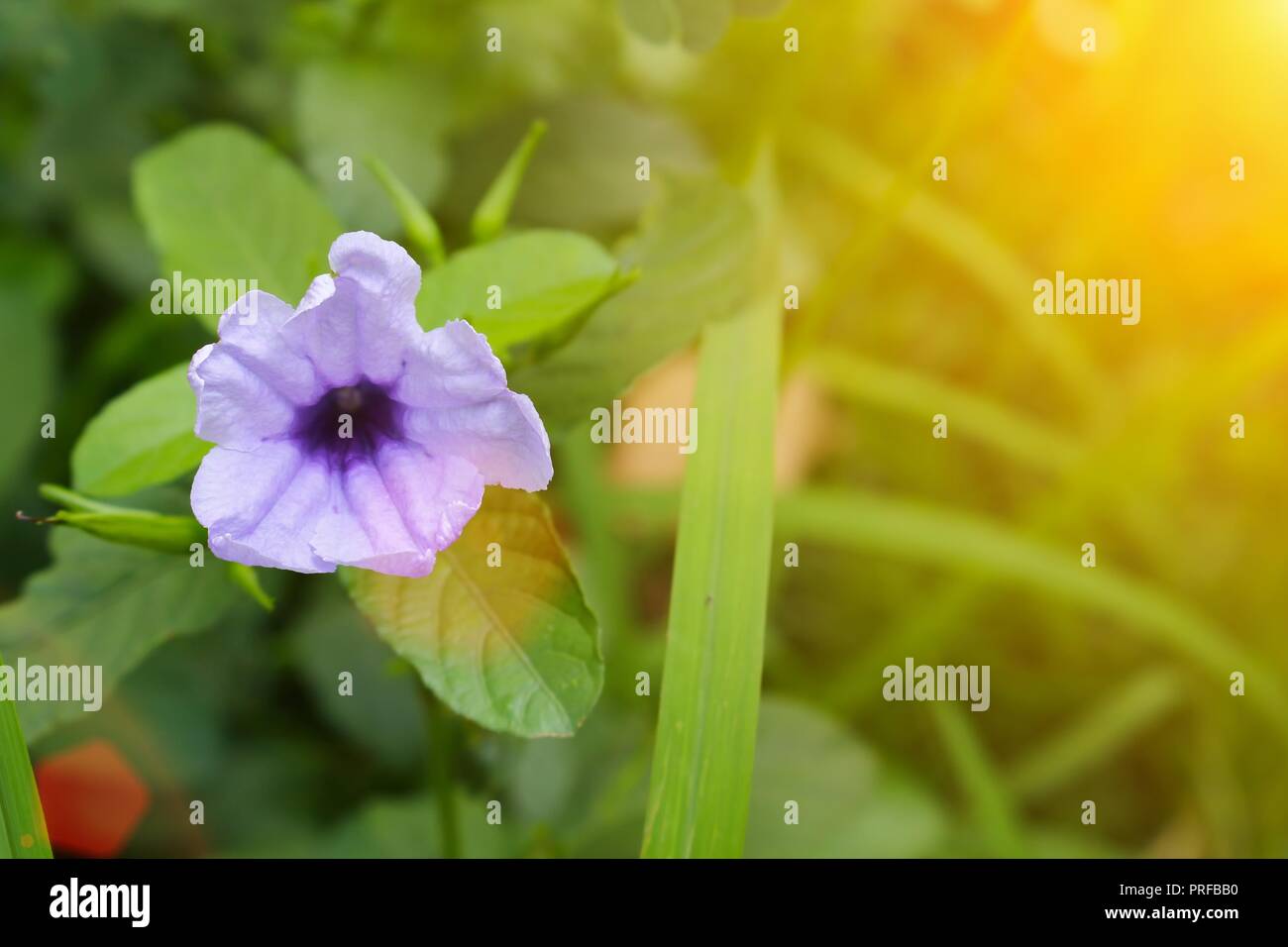 purple ruellias flower bloom in the morning. (Ruellia tuberosa Linn. Waterkanon, Watrakanu, Feverroot, Popping pod) : blurred background : select focu Stock Photo