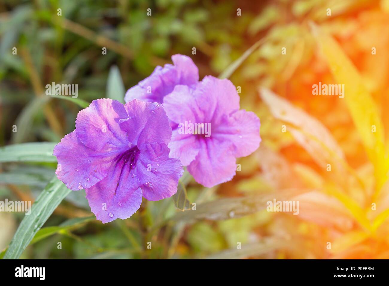 Popping pod flower Purple bloom in the morning, Selective focus with