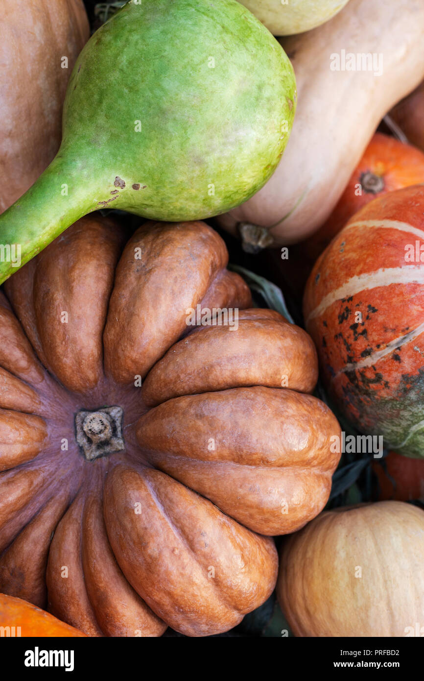 Compositon of pumpkins. Orange, yellow, green pumpkins on floor ...