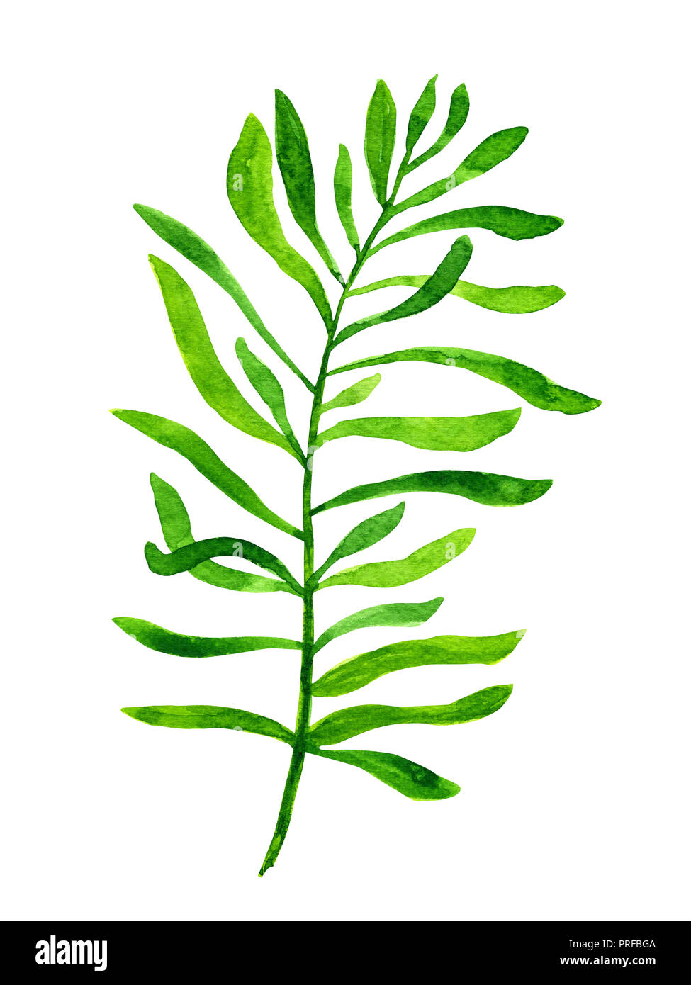 Watercolor green leaf isolated on white background Stock Photo - Alamy