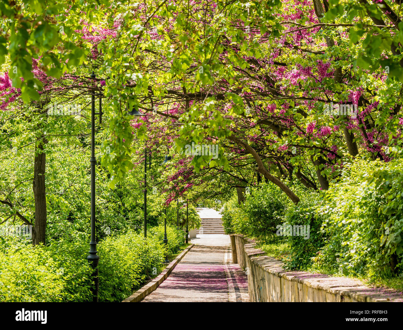 Green Alley High Resolution Stock Photography and Images - Alamy