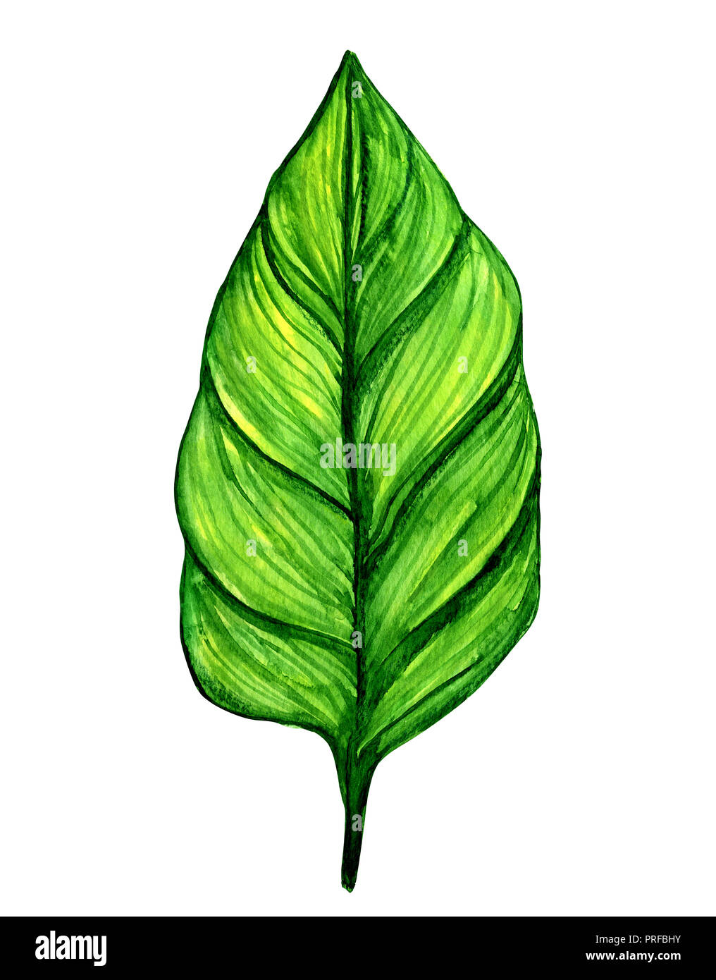 Green tropical watercolor leaf isolated on white background Stock Photo ...