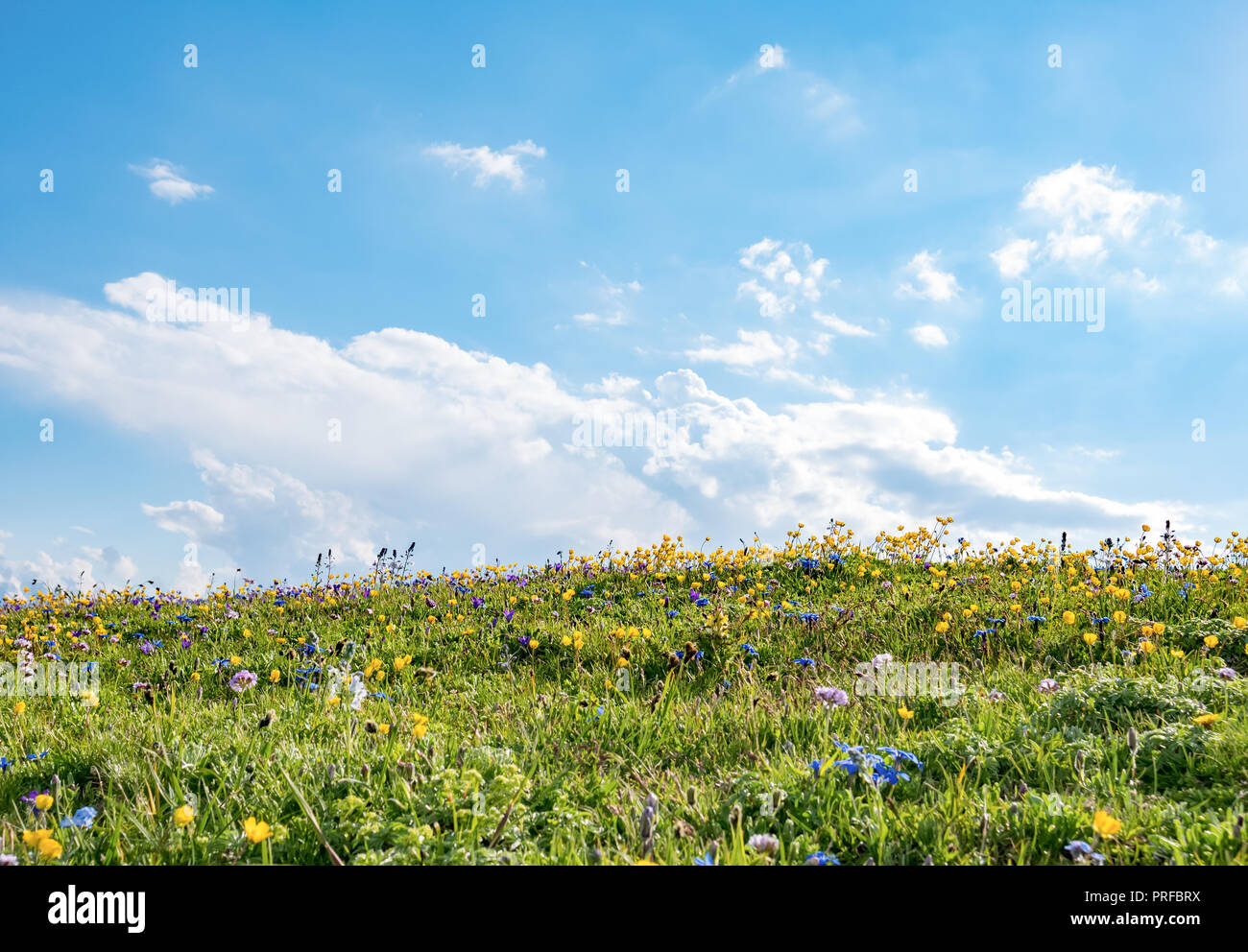 Field of wild flowers and blue sky nature background Stock Photo - Alamy