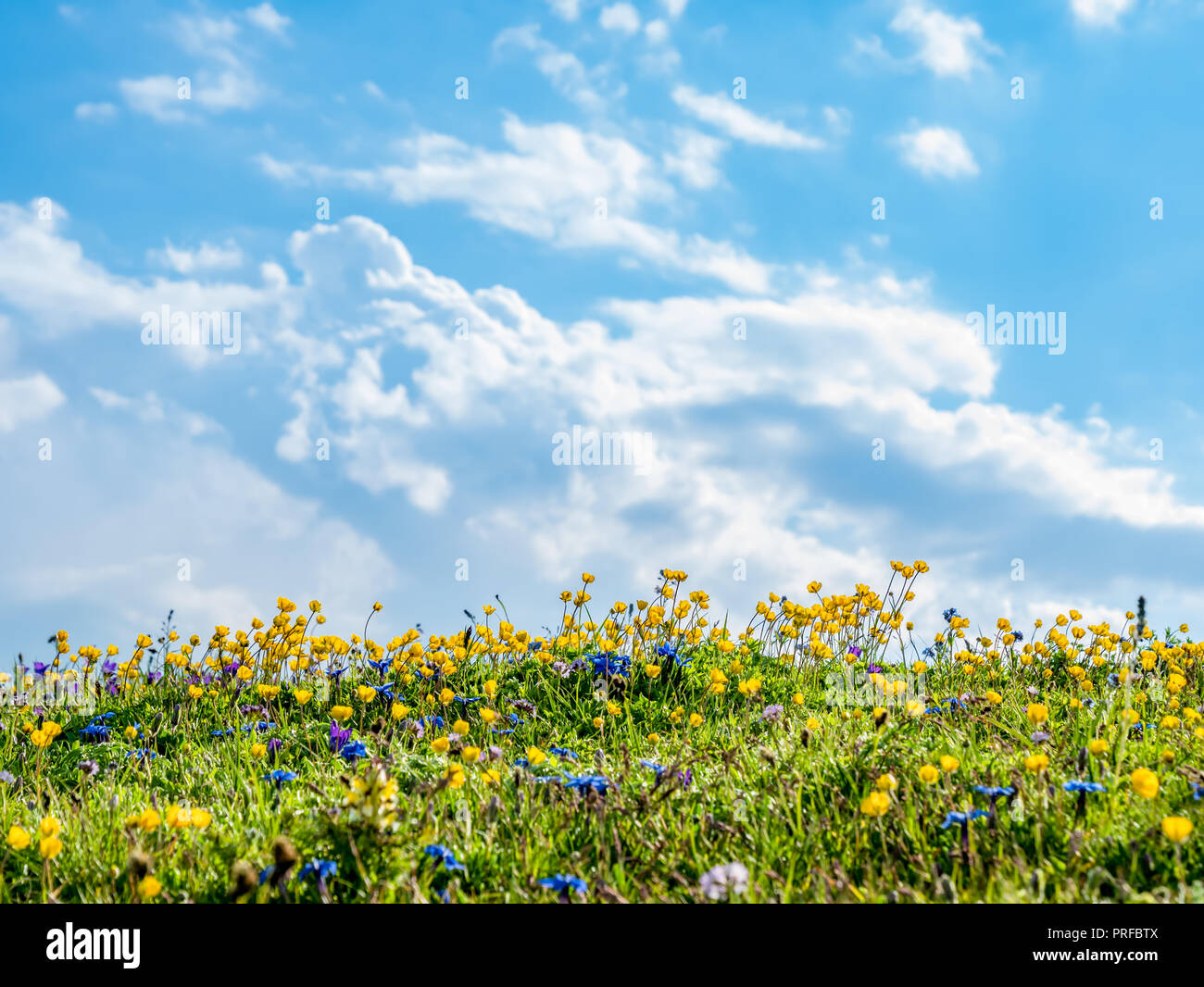 Nature background with field of wild flowers and blue sky Stock Photo ...