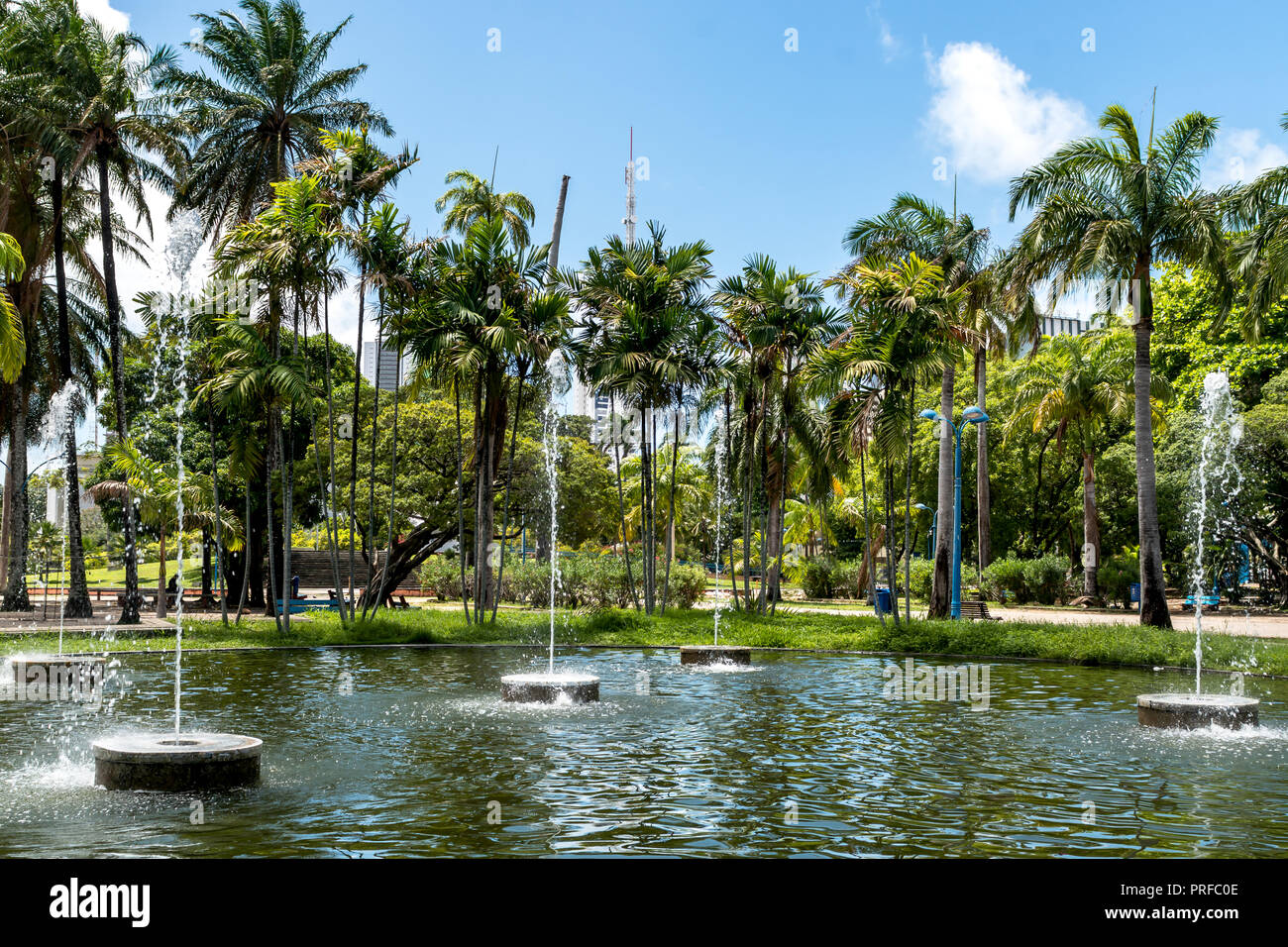 Babassu Palms at 13 Maio Park Recife, Pernambuco, Brazil Stock Photo