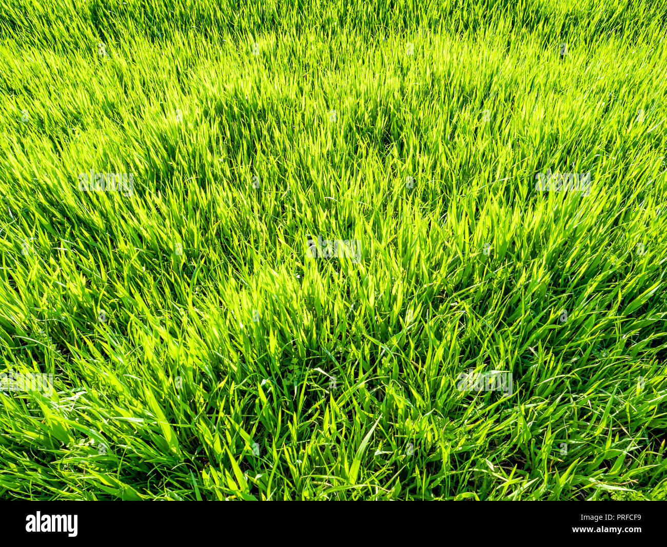 Green grass background Stock Photo - Alamy