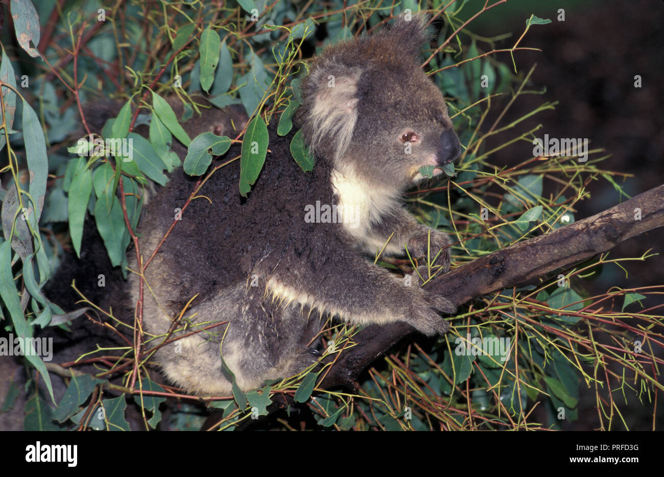 KOALA Phascolarctos cinereus Australia Stock Photo - Alamy