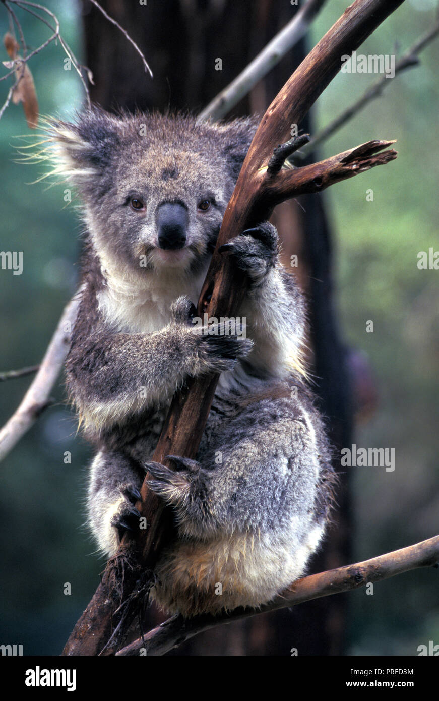 KOALA Phascolarctos cinereus Australia Stock Photo - Alamy