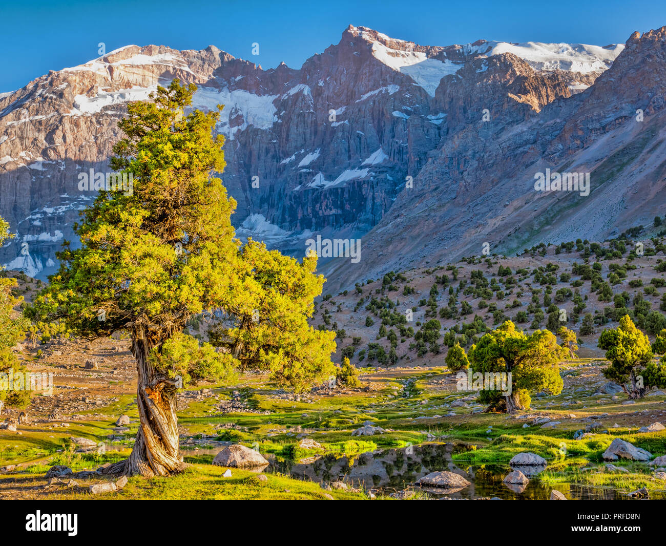 Mountain landscape with green juniper tree in sunshine on a rocky mountain background. Fann Mountains,Tajikistan, Central Asia Stock Photo