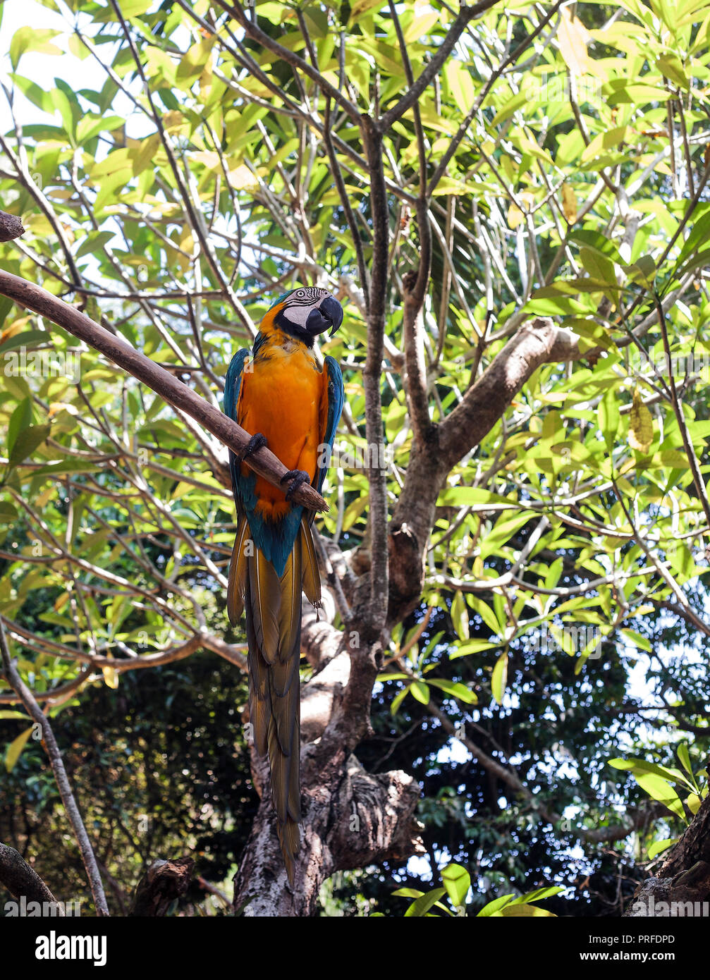 Blue-and-yellow macaw (Ara ararauna) or blue-and-gold sitting on green tree Stock Photo