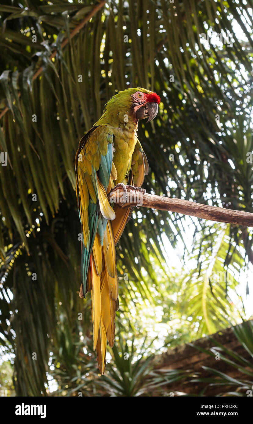 Military macaw (Ara militaris) green parrot sitting on green tree Stock Photo