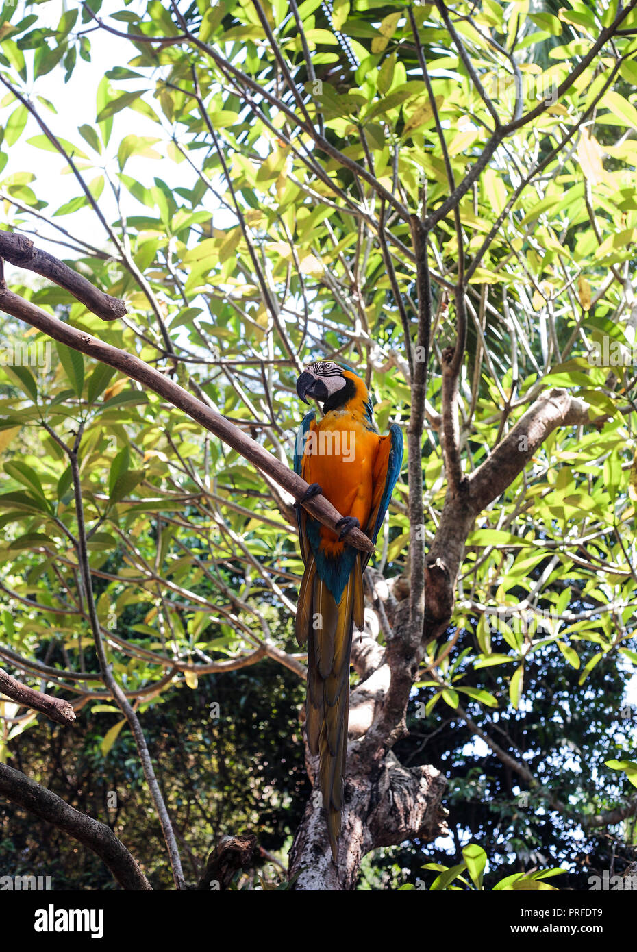 Blue-and-yellow macaw (Ara ararauna) or blue-and-gold sitting on green tree Stock Photo