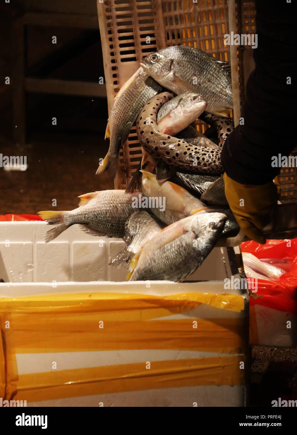 Fish night market in China Stock Photo