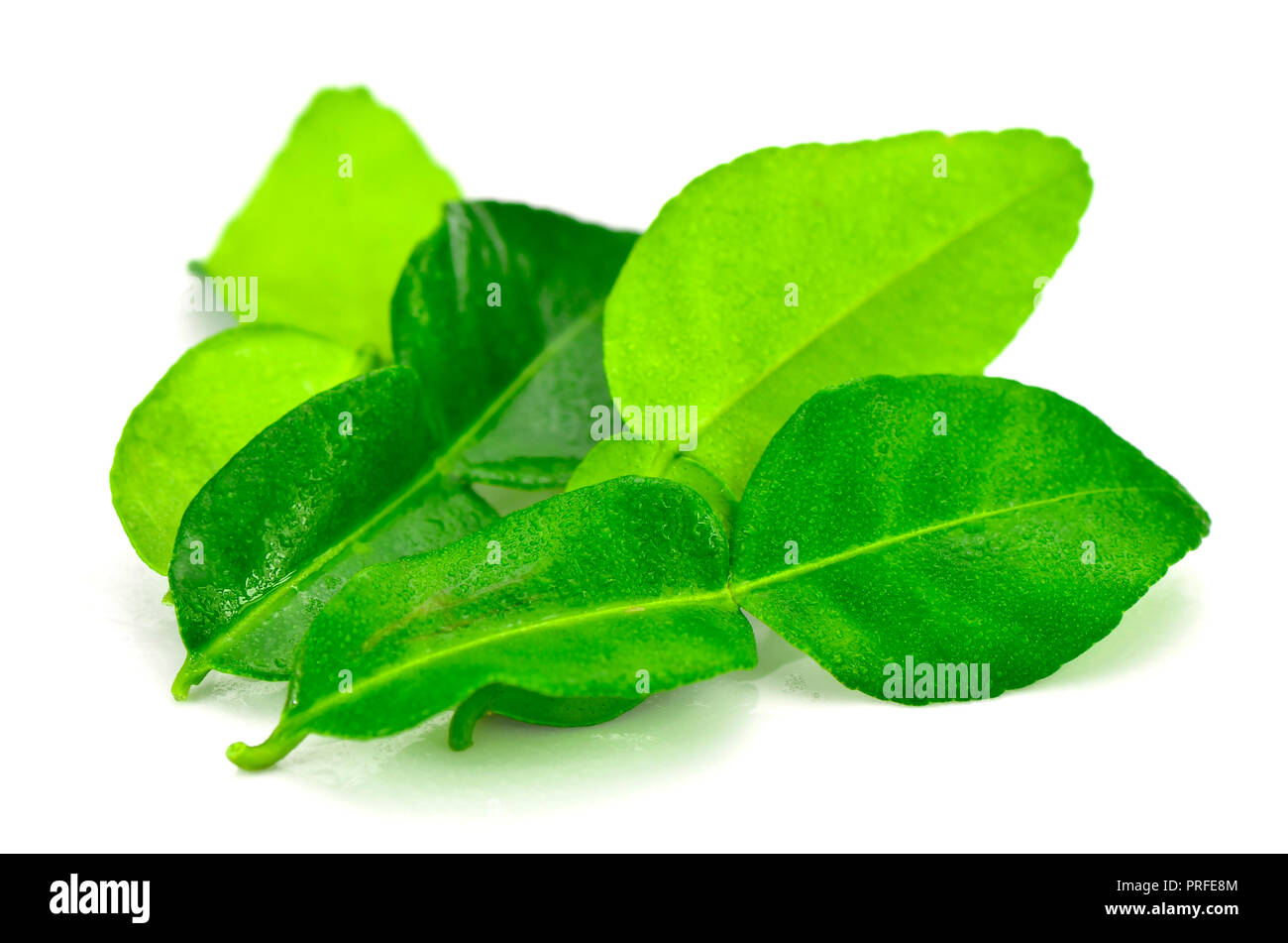 Organic Kaffir Lime Leaves. Kaffir Lime Leaves is the most popular herbs in Asian food. Stock Photo